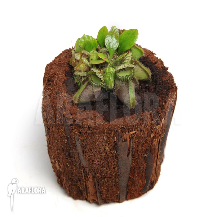 Cephalotus follicularis ‘L’