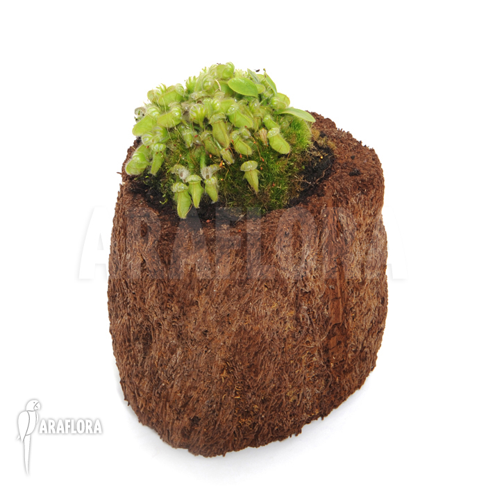 Cephalotus follicularis &lsquo;M&rsquo;