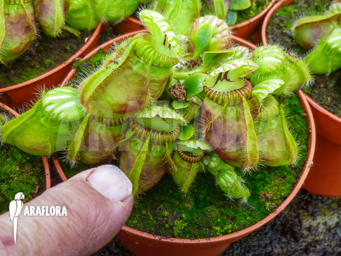 Cephalotus follicularis &lsquo;XL&rsquo;
