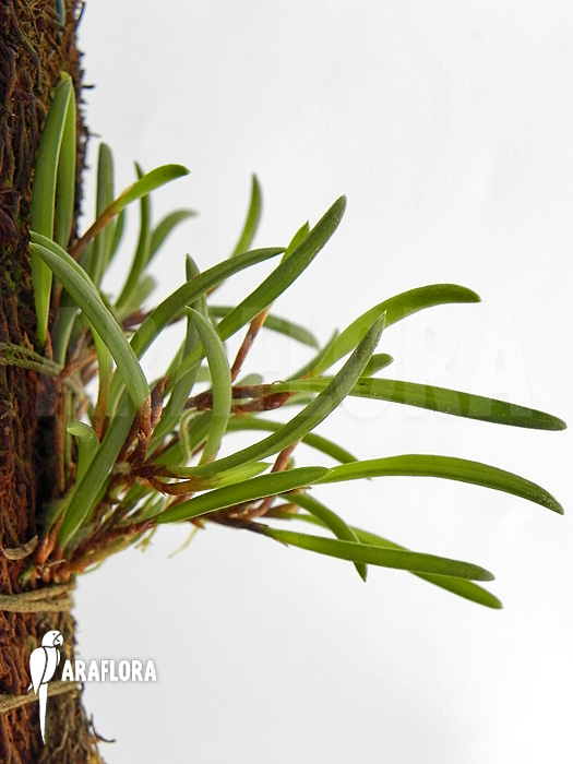 Ceratostylis philippinensis