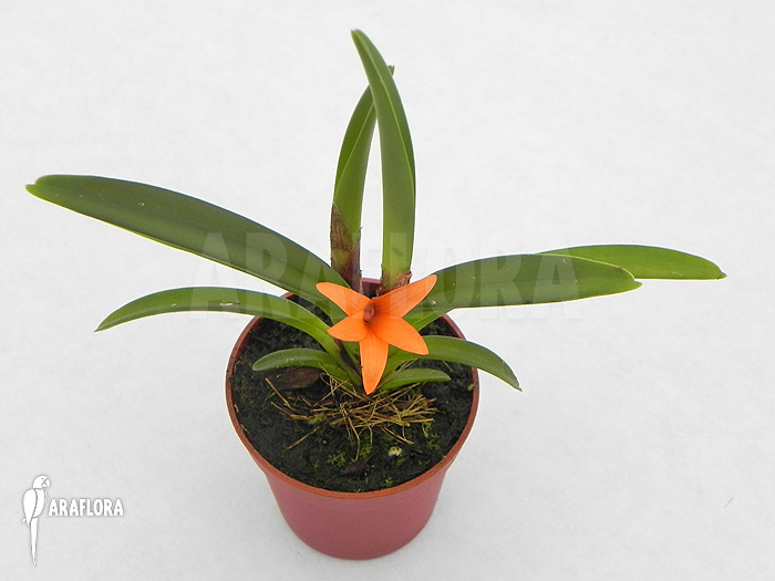 Ceratostylis retisquama ‘Rubra’