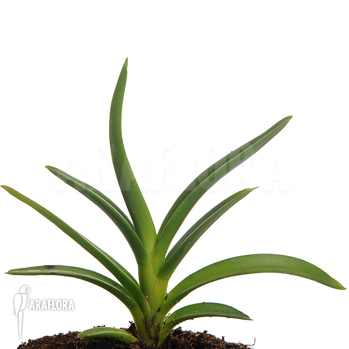 Ceratostylis retisquama ‘Rubra’