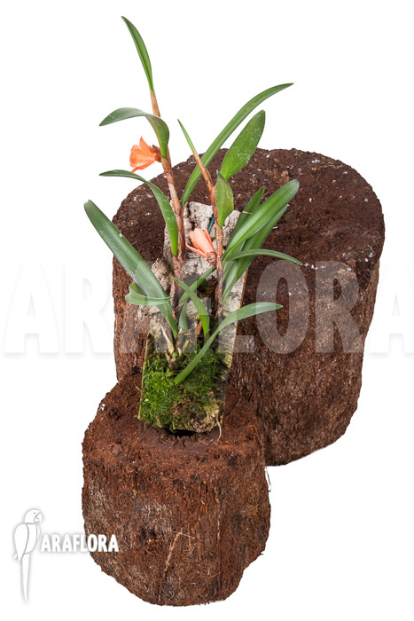 Ceratostylis retisquama ‘mounted’