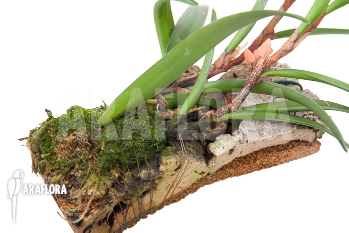 Ceratostylis retisquama ‘mounted’