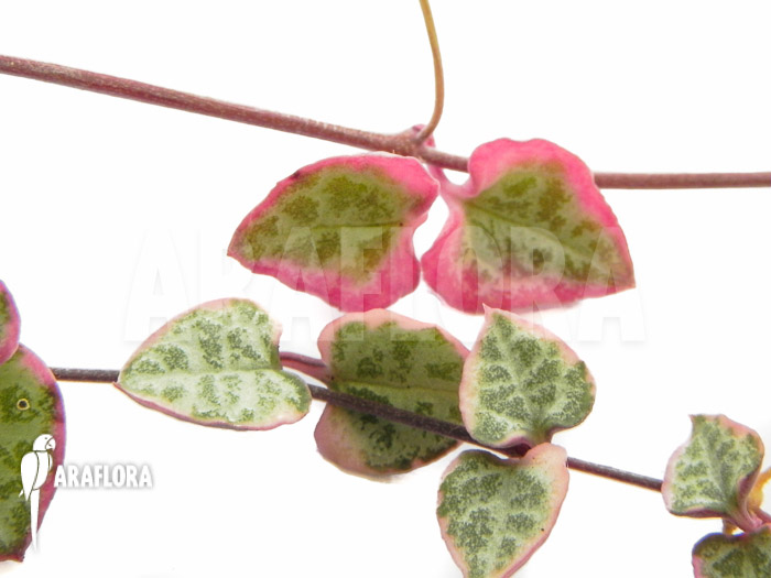 Ceropegia linearis subs woodii variegata