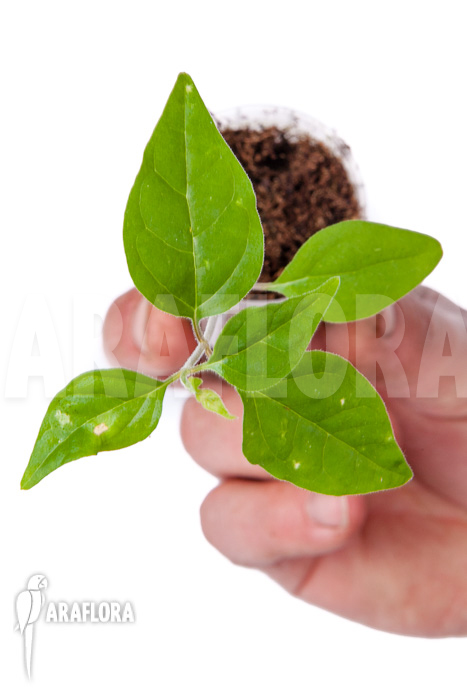 Ceropegia purpurascens