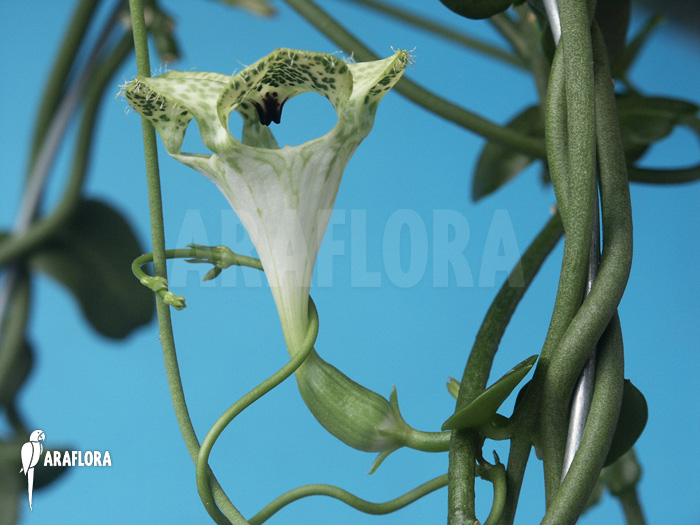 Ceropegia sandersonii
