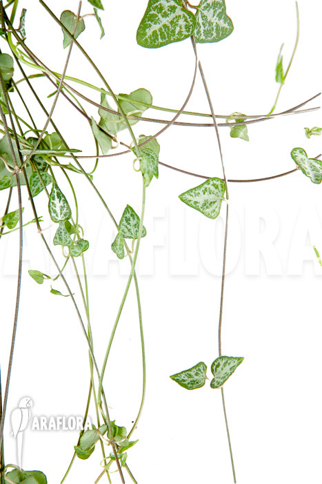 Ceropegia woodii ‘New Heart’