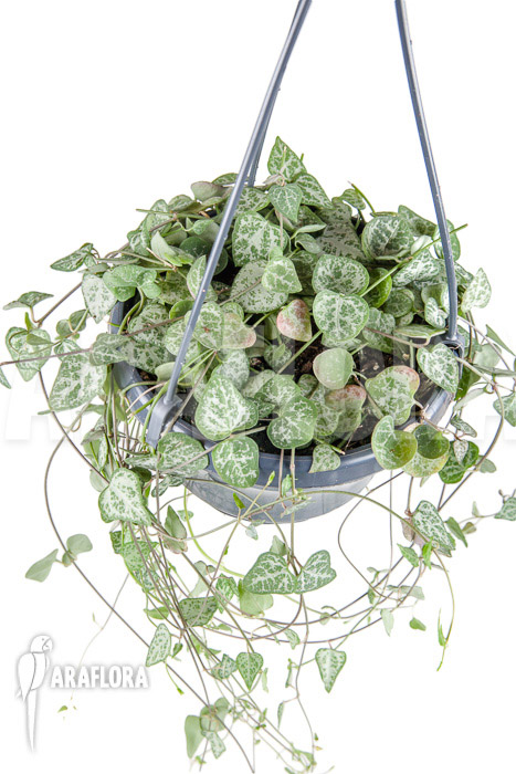 Ceropegia woodii ‘New Heart’