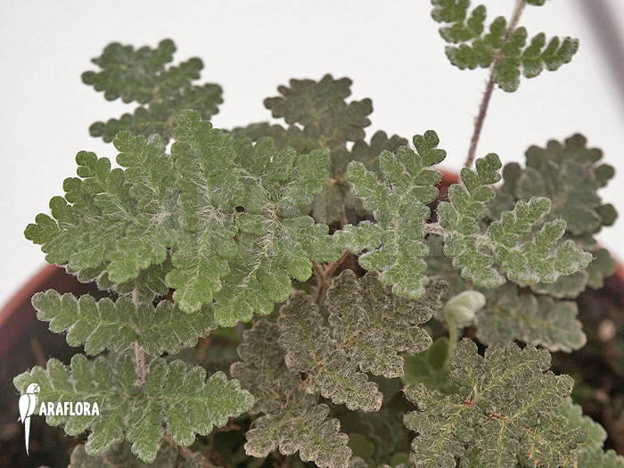 Cheilantes notholaenuides