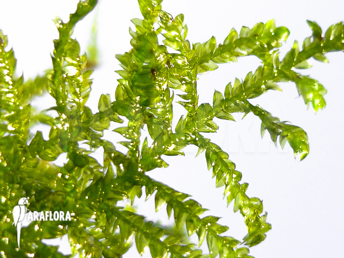 Vesicularia montagnei ‘Christmas moss’