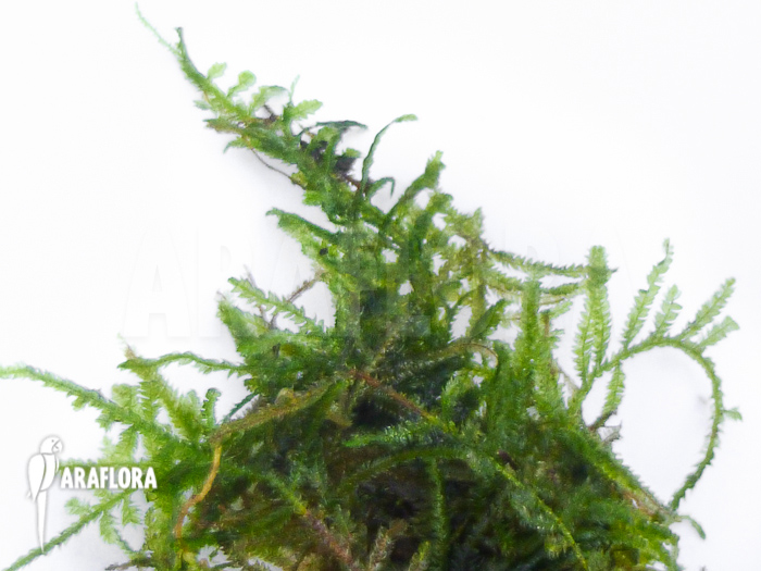 Vesicularia montagnei ‘Christmas moss’