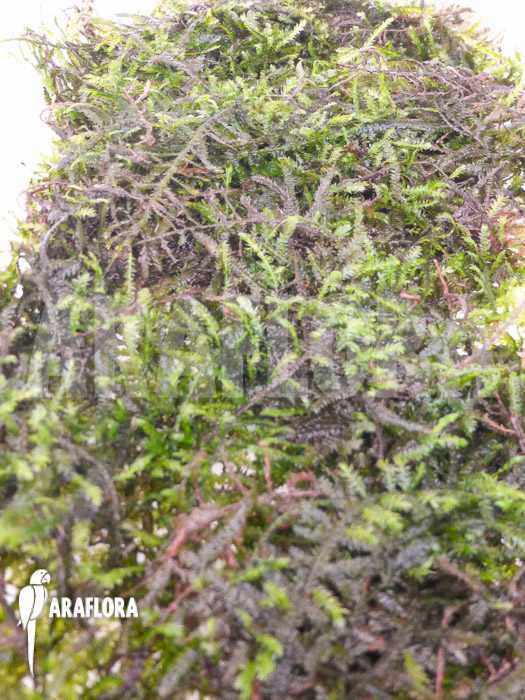 Vesicularia montagnei ‘Christmas moss’