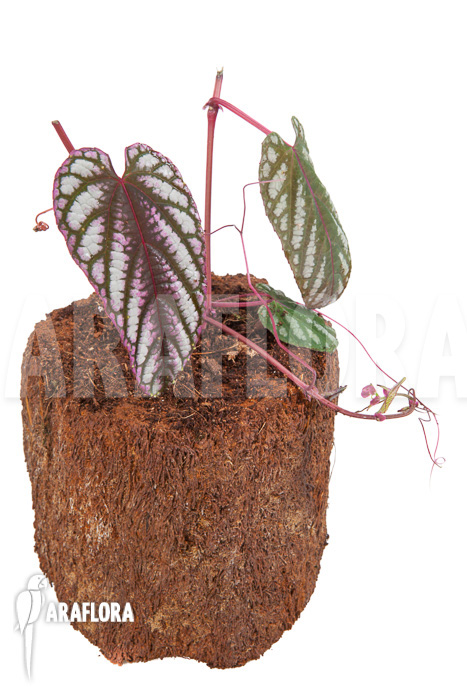 Cissus discolor ‘Starter’