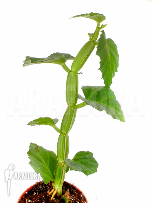 Cissus quadrangularis &lsquo;Starter&rsquo;