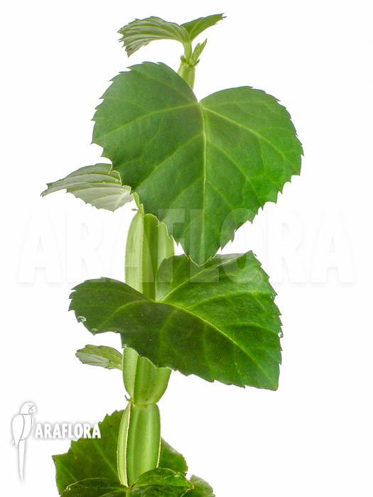 Cissus quadrangularis &lsquo;Starter&rsquo;