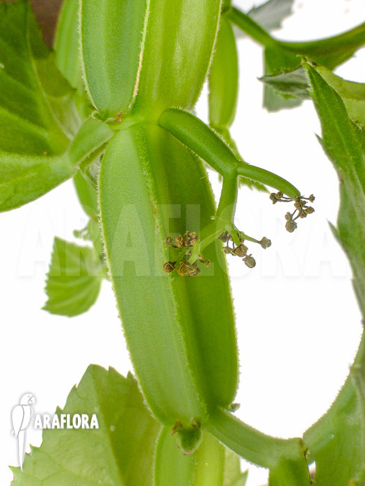 Cissus quadrangularis &lsquo;Starter&rsquo;