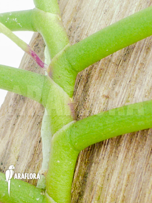 Cleisostoma arietinum