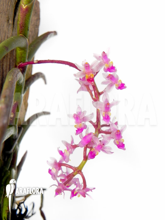 Cleisostoma-arietinum-6