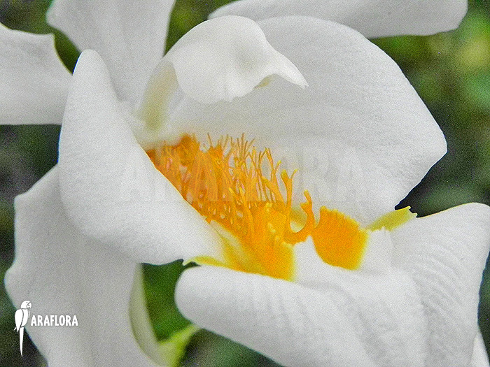 Coelogyne cristata