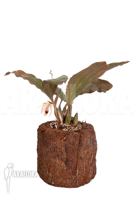 Coelogyne usitana x salmonicolor