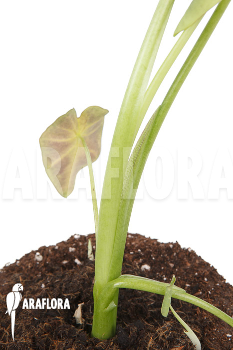 Colocasia x ‘Black Magic’ starter