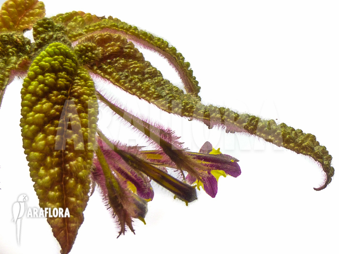 Columnea purpureovittata