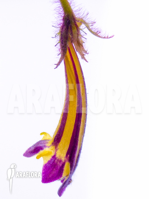 Columnea purpureovittata