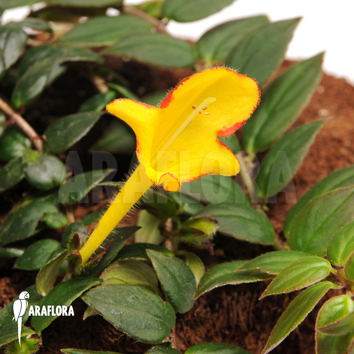 Columnea x ‘Carnival’