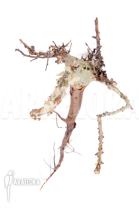 Commiphora kataf ‘S’