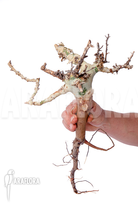 Commiphora kataf ‘S’