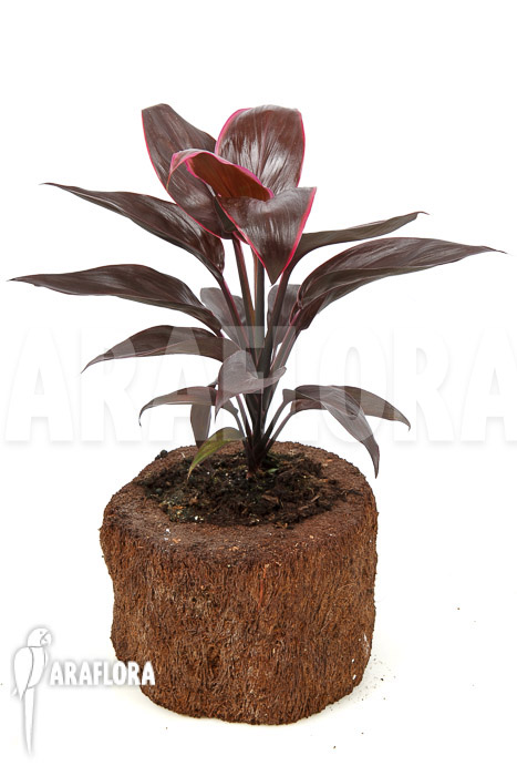 Cordyline fruticosa ‘Mambo’