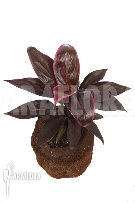 Cordyline fruticosa ‘Mambo’