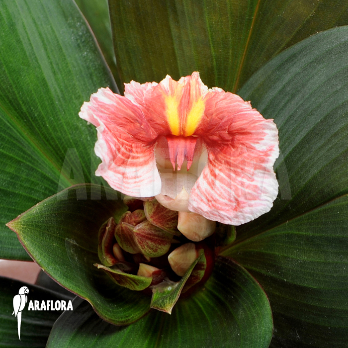 Costus erythrophyllus