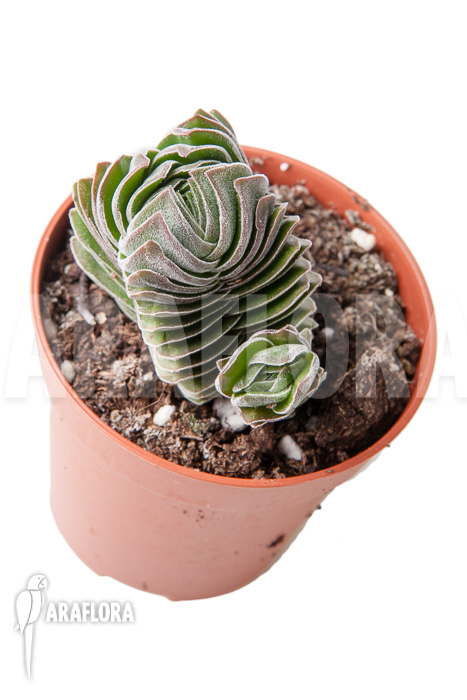 Crassula ‘Buddha’s temple’ ‘S’