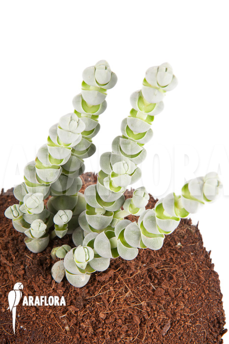 Crassula deceptor