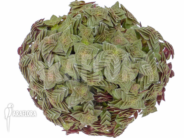 Crassula exilis subs. Picturata