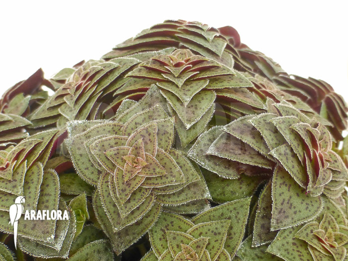 Crassula exilis subs. Picturata