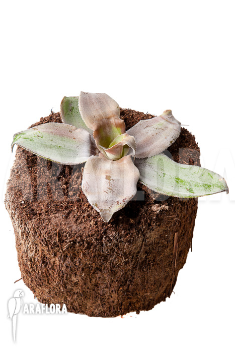 Cryptanthus argyrophyllus