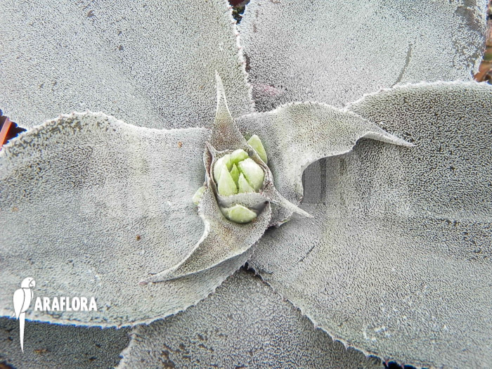 Cryptanthus argyrophyllus