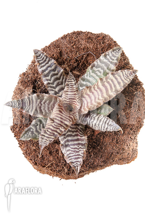 Cryptanthus fosterianus