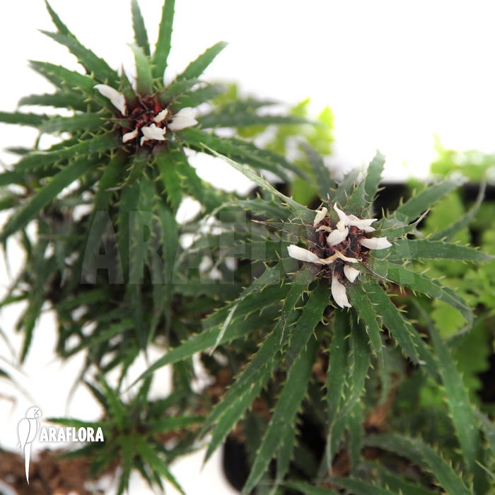 Cryptanthus microglazioui