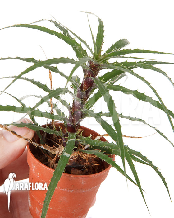 Cryptanthus microglazioui ‘Starter’