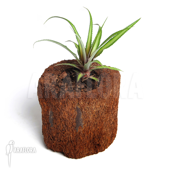 Cryptanthus x ‘Pink’