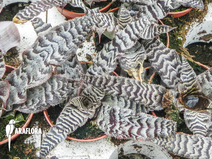 Cryptanthus zonatus