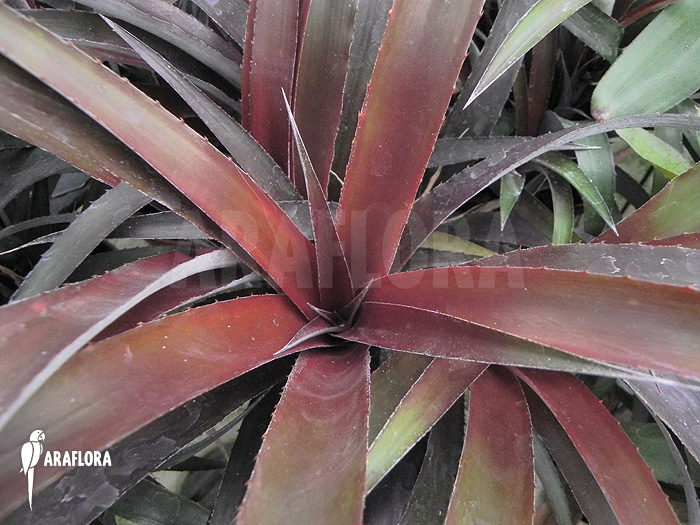 Cryptbergia x ‘Red Burst’