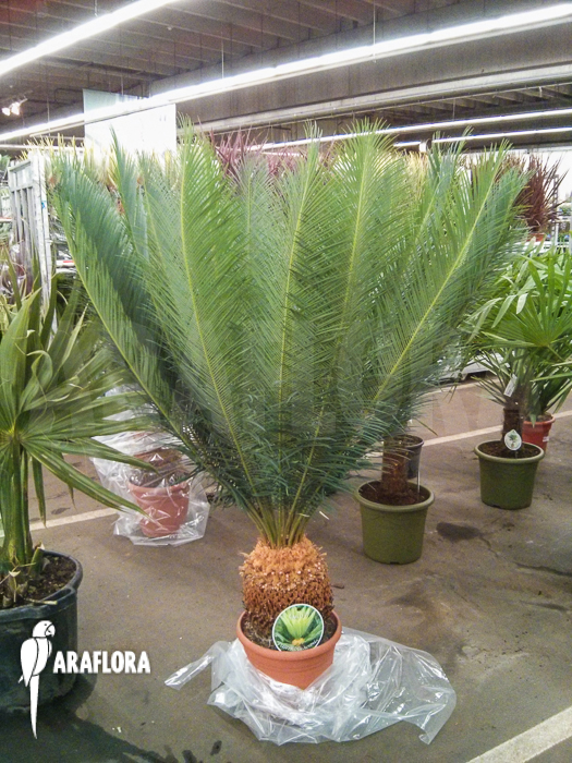Cycas panzhihuaensis
