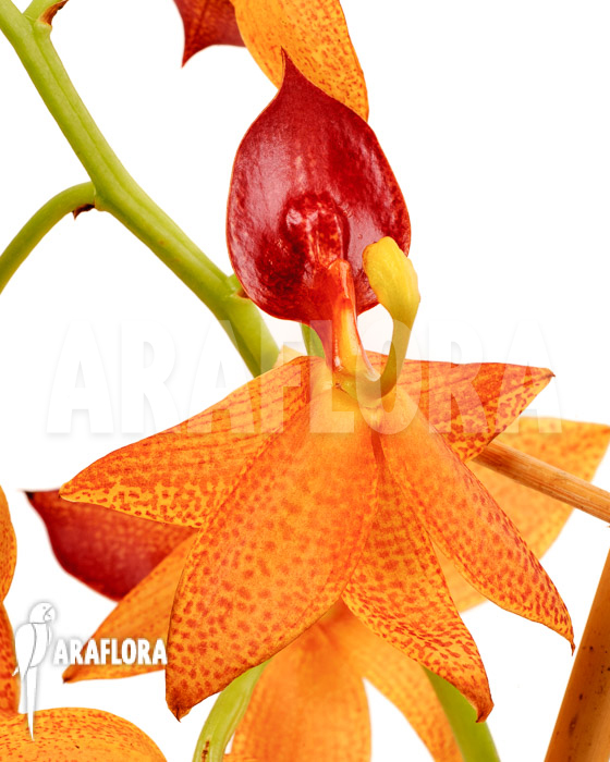 Cycnoches-Red-Crown-3