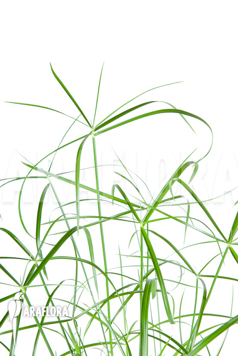 Cyperus involucratus ‘Nana’