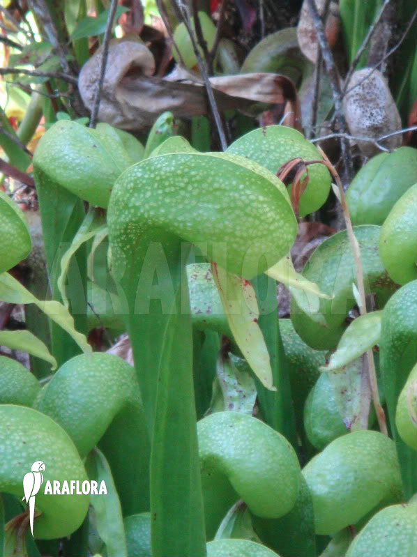 Darlingtonia californica